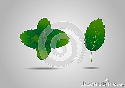Herb element. Summer fresh green mint leaves Stock Photo