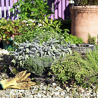 Herb Garden Stock Photo