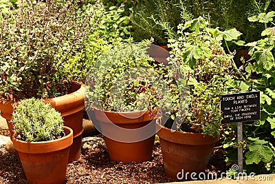 Herb garden Stock Photo