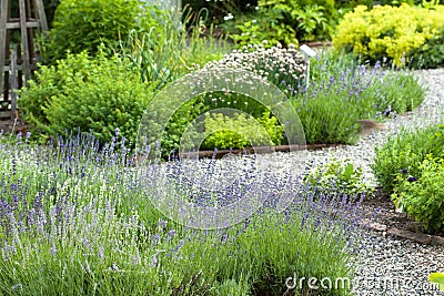 Herb Garden Stock Photo