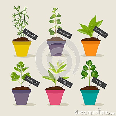 Herb garden with pots of herbs set 3 Vector Illustration