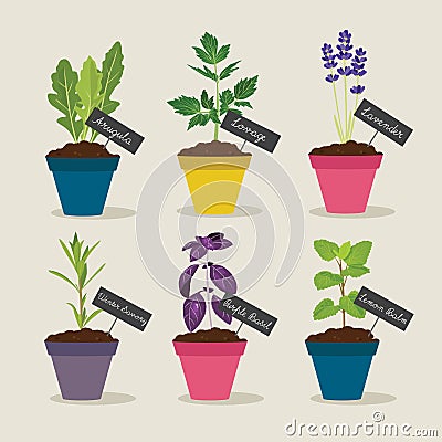 Herb garden with pots of herbs set 4 Vector Illustration