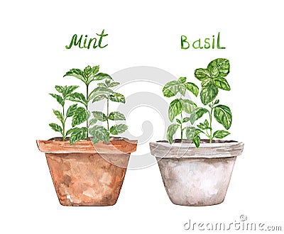 Watercolor indoor kitchen herbs. Windowsill garden concept. Mint and basil in pots Cartoon Illustration
