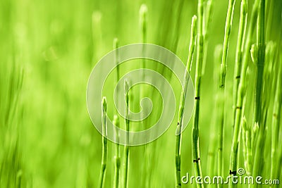 Herb horsetail Stock Photo