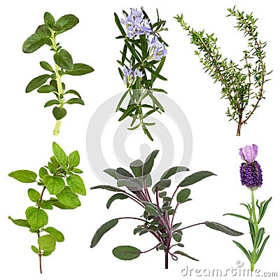 Herb Leaf Collection Stock Photo