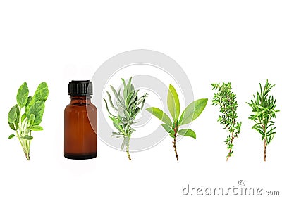 Herb Leaf Sprigs Stock Photo