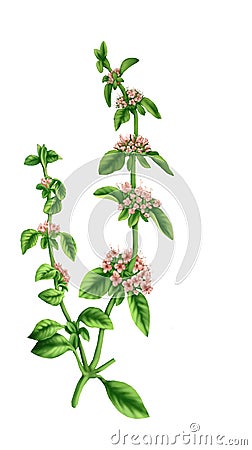 Herb medical Spearmint Stock Photo