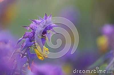 Herb Melampyrum nemorosum in summer. Stock Photo