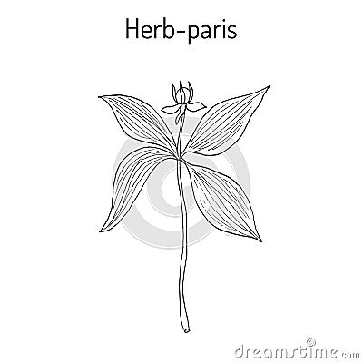 Herb-paris, or true lover s knot Paris quadrifolia , poisonous plant Vector Illustration