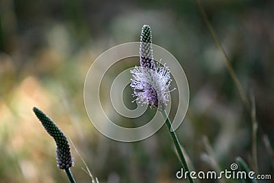 Herb plantain Stock Photo