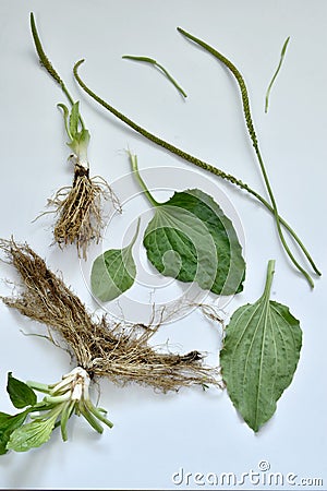 Herb plantain, separate leaves, root and erect peduncles. Stock Photo