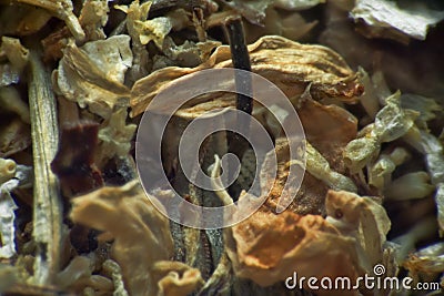 Herb repertory chamomilla Stock Photo