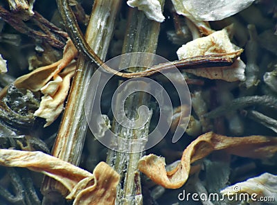 Herb repertory chamomilla Stock Photo