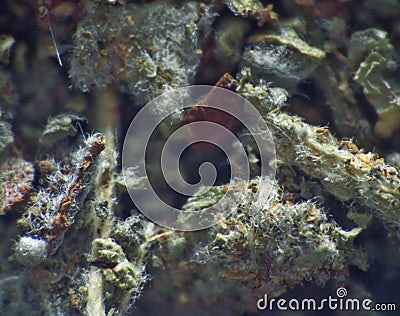 herb repertory extreme close up Stock Photo