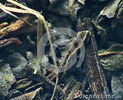 Herb repertory of Orthosiphonis staminei folia Stock Photo