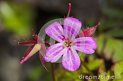 Herb Robert (Geranium robertianum) Stock Photo