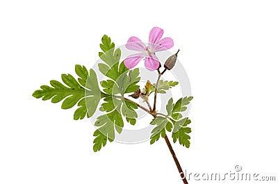 Herb robert flower and foliage Stock Photo