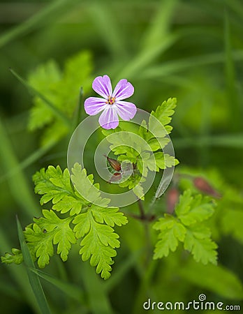 Herb Robert - Geranium robertianum Stock Photo