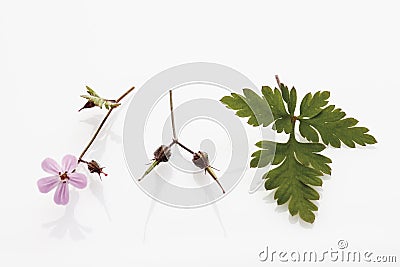 Herb robert (Geranium robertianum, Robertiella robertiana) Stock Photo