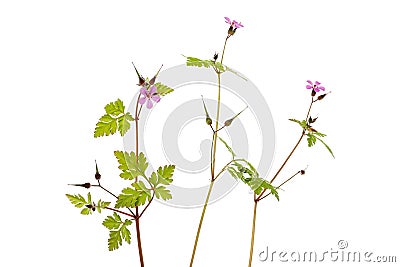 Herb robert plants Stock Photo