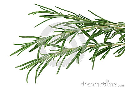 Herb rosemary isolated on white Stock Photo