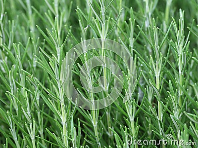 Herb Rosemary Rosmarinus Officinalis Stock Photo