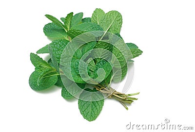 Herb Series Common Mint Stock Photo