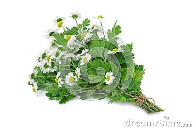 Herb Series Feverfew Stock Photo