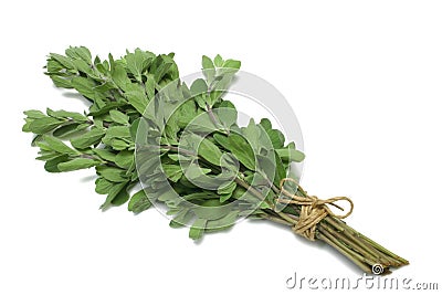 Herb Series Marjoram Stock Photo