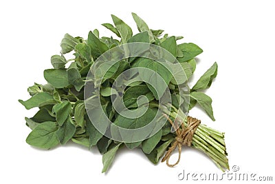 Herb Series Oregano Stock Photo
