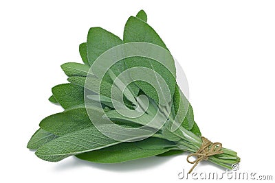 Herb Series Sage Stock Photo