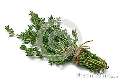 Herb Series Thyme Stock Photo