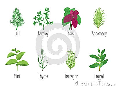 Herb Set Dill, Parsley, Basil, Mint, Rosemary, Laurel and Thyme. Vector Vector Illustration