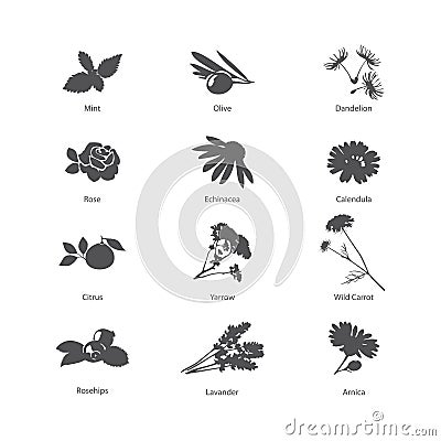 Herb symbols set Vector Illustration