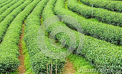 The herb tea plant or Camellia sinensis field Stock Photo