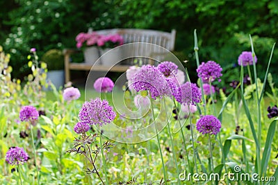 Herbaceous border with allium Purple sensation Stock Photo