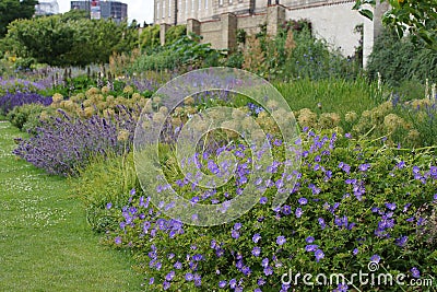 Herbaceous border with Geranium Rozanne and other blue flowers Stock Photo