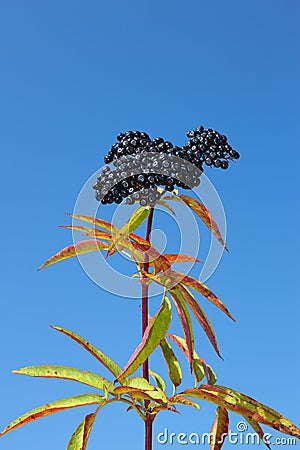 Herbaceous elder berries Stock Photo