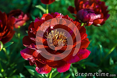 Herbaceous Peonies in flower Stock Photo