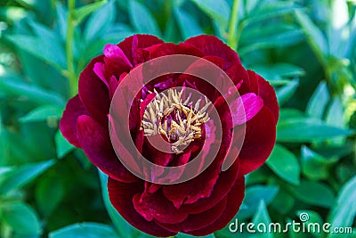 Herbaceous Peonies in flower Stock Photo