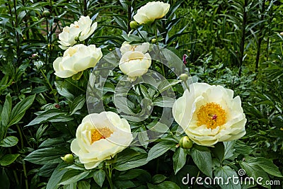 Herbaceous Peonies `Lemon Chiffon` in flower Stock Photo