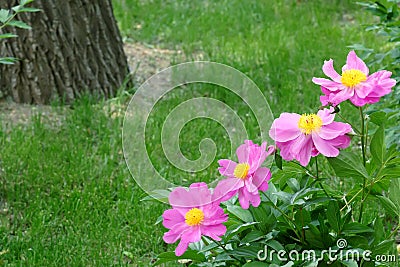 Herbaceous peony Stock Photo