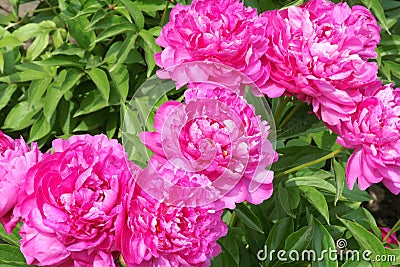 Herbaceous peony flowers Stock Photo