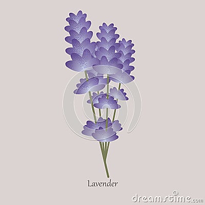 Herbaceous plant with blue flowering lavender. Vector Illustration