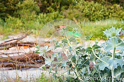 A herbaceous plant with sharp leaves, Bluehead, or Eringium Stock Photo