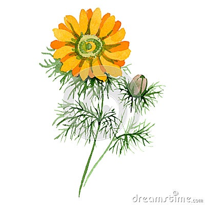 Herbal floral botanical flowers. Watercolor background illustration set. Isolated herbals illustration element. Cartoon Illustration