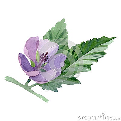 Herbal floral botanical flowers. Watercolor background illustration set. Isolated herbals illustration element. Cartoon Illustration