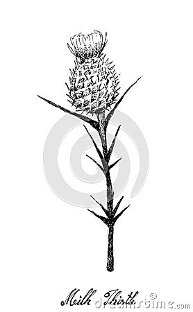 Hand Drawn of Milk Thistle on White Vector Illustration