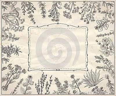 Herbal frame, hand drawn graphic assorted herbs and old style frame on a paper Vector Illustration