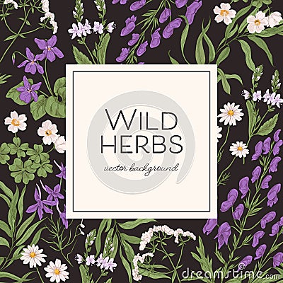 Herbal frame with wild herbs and background for text. Template design with wildflowers, field floral plants. Elegant Vector Illustration